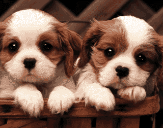 cute animals  and angel  wallpaper