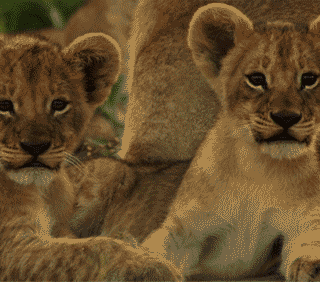 cute animals  and angel  wallpaper