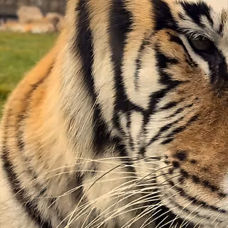tiger, animal