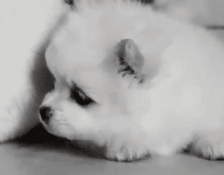 cute animals  wallpaper