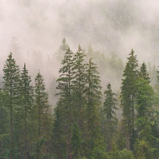 Forest Top