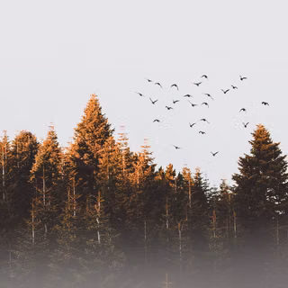 Forest Top