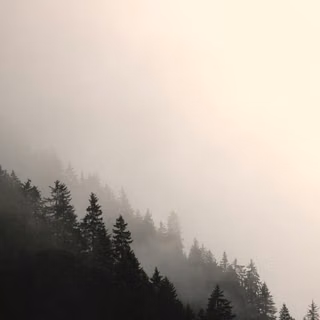 Forest Top