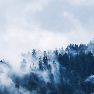 Forest Top