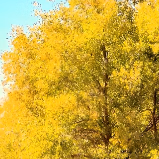 tree, summer, season, 4k