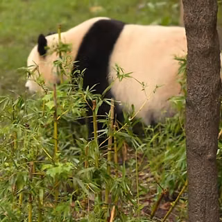 Panda Beer Animal Cute