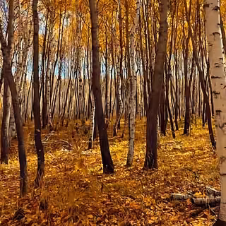 Forest Tree