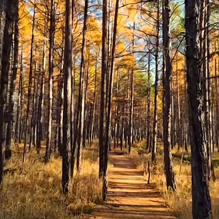 Tree Forest