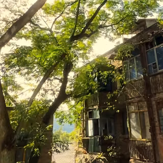 Tree House