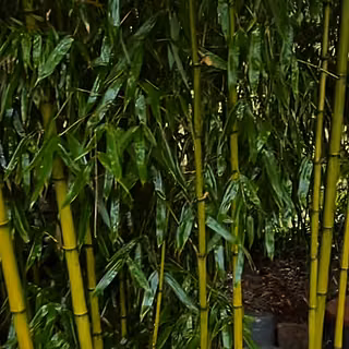 Bamboo Tree
