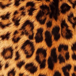 leopard print<3