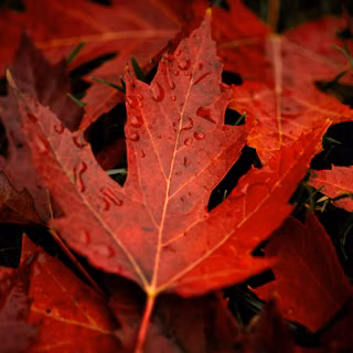 Fallen Autumn Leaves