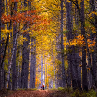 Autumn Hike Tall Trees Forest