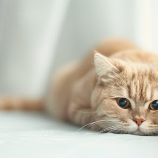 Adorable Cute Blonde Cat