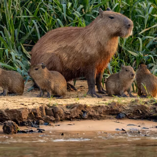 Cute Capybara Family Cubs Pups Mother Rodent Wildlife
