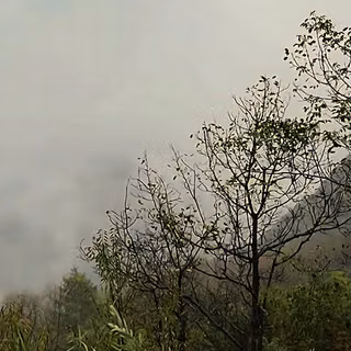 Fog