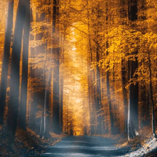 Autumn Forest Road Sunbeams