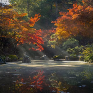 Autumn Radiance In A Japanese Garden