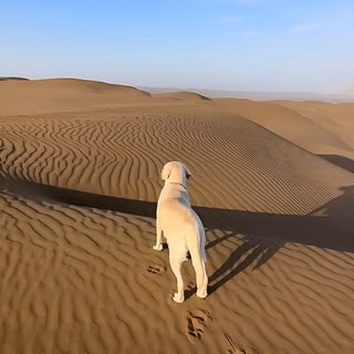 Dust Dog