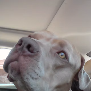 My cute dog