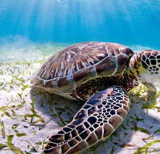 This is a sea turtle:)