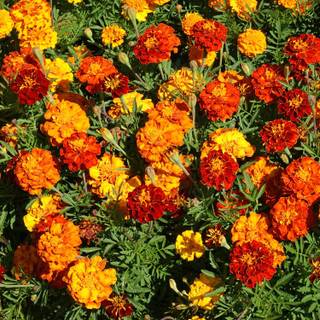 This red orange and yellow flowers look so beautiful and please upload this beautiful flowers:))