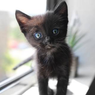Adorable Black kitten
