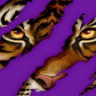 Bengal Tiger Claw Marks Desktop Wallpaper