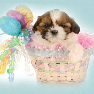 puppy easter