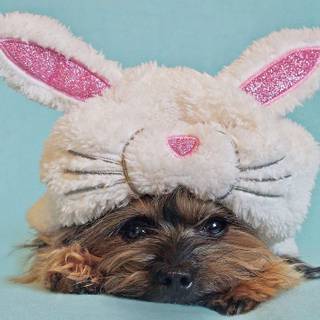 puppy easter bunny