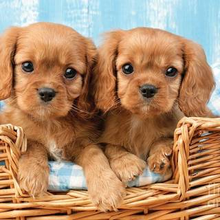 Two pups in a basket