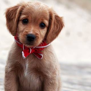 Cute pup