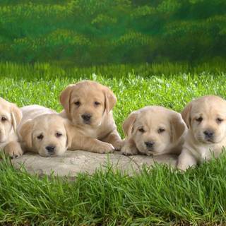 Collection of puppy’s 