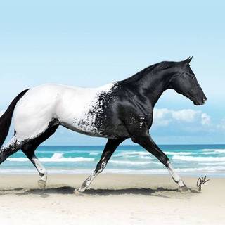 Gradient horse