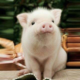 Baby pig