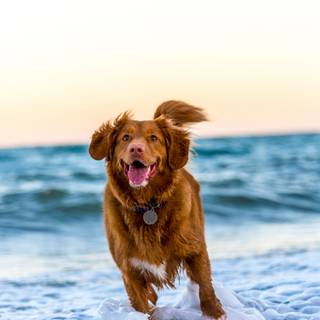 Dogs running on the ocean 