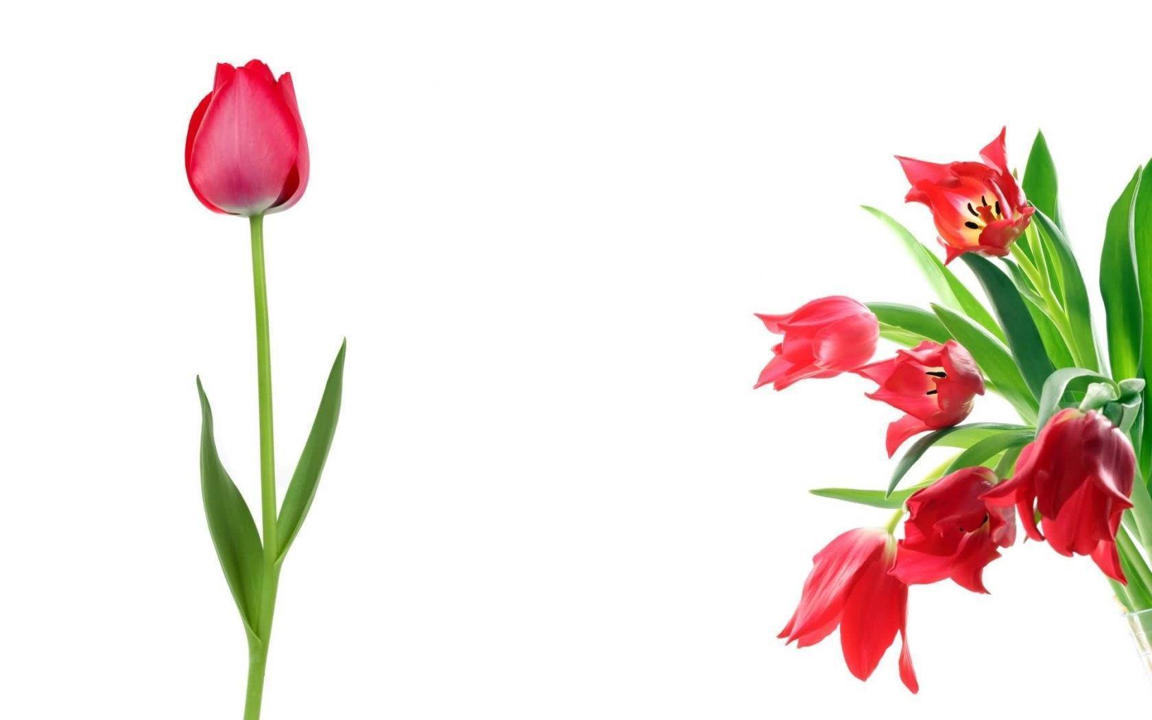 Red Tulips Wallpapers - Wallpaper Cave