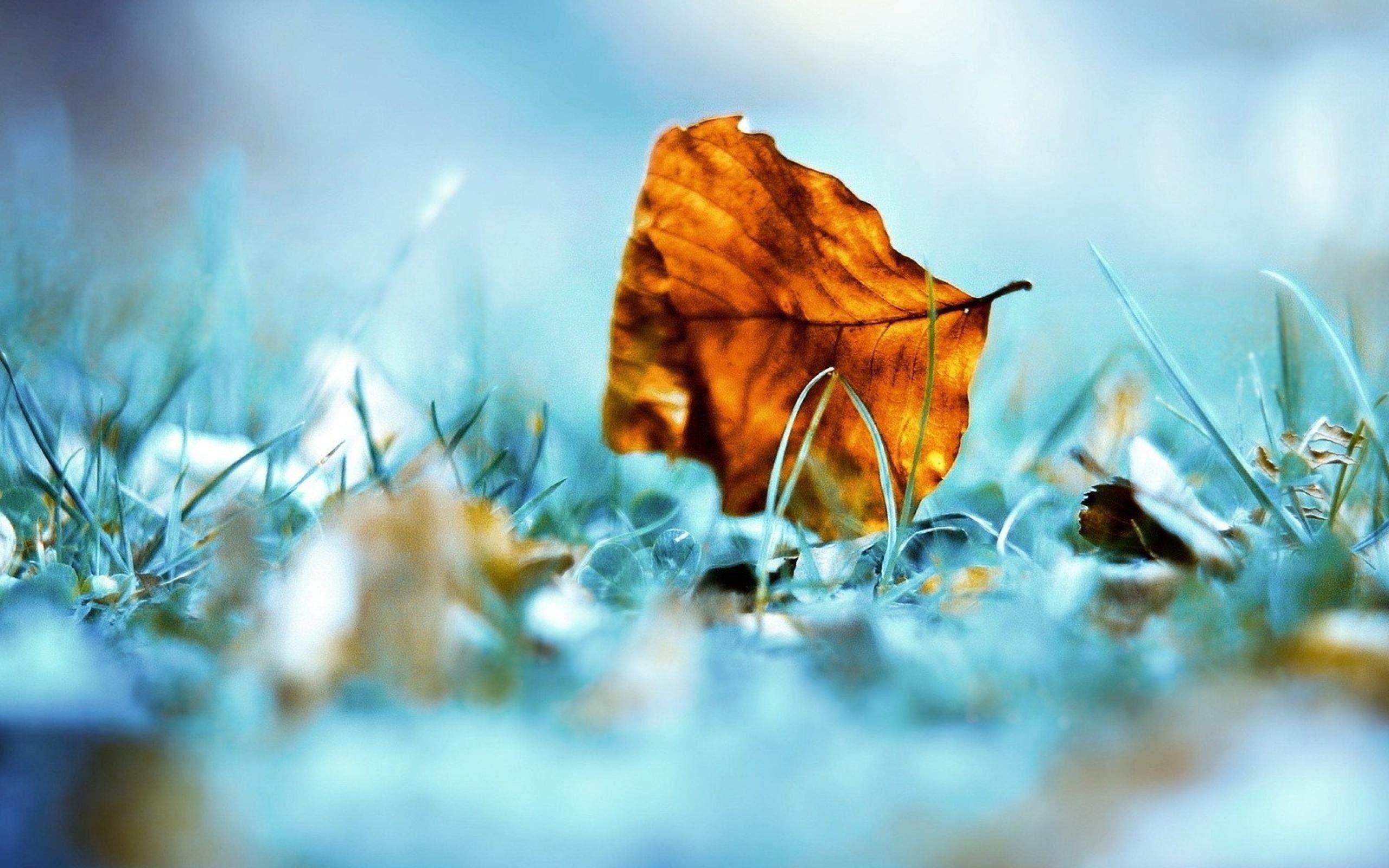 Beautiful Nature Wallpaper For Desktop Free Download Background 1