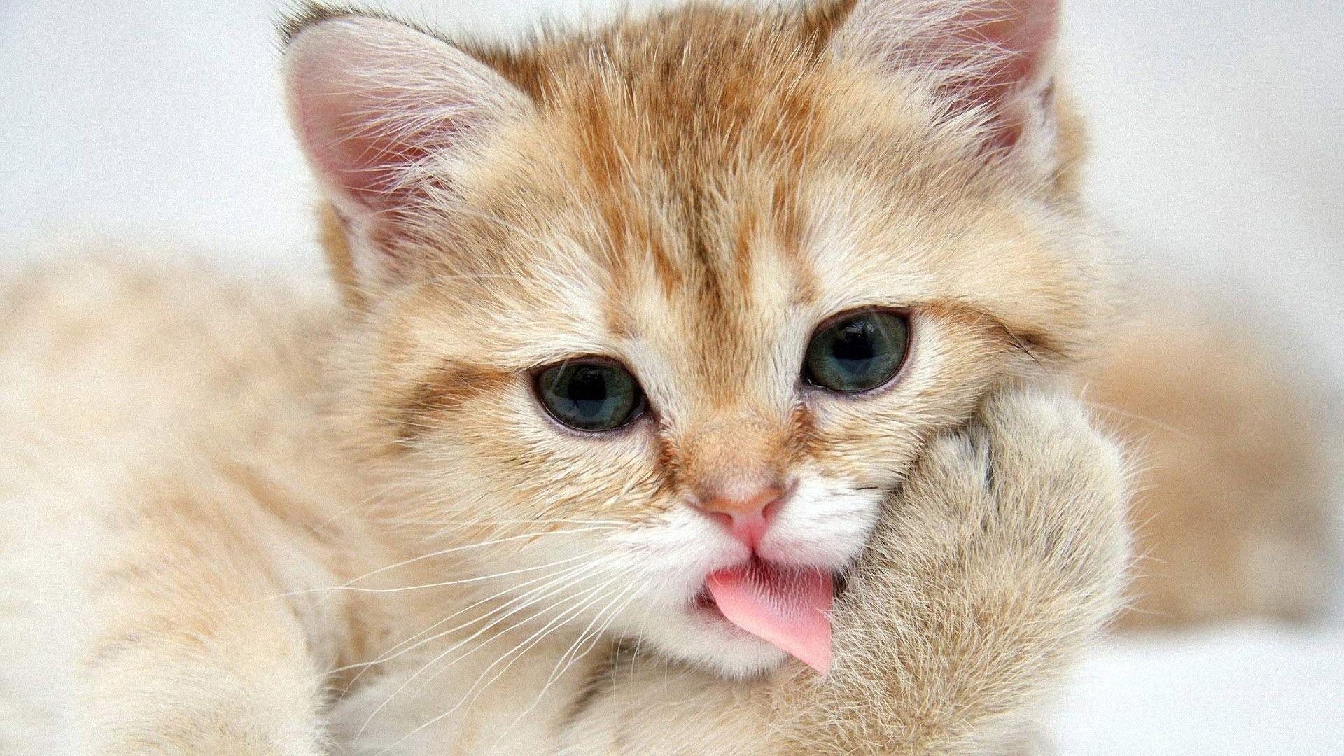 Cute Cat Background