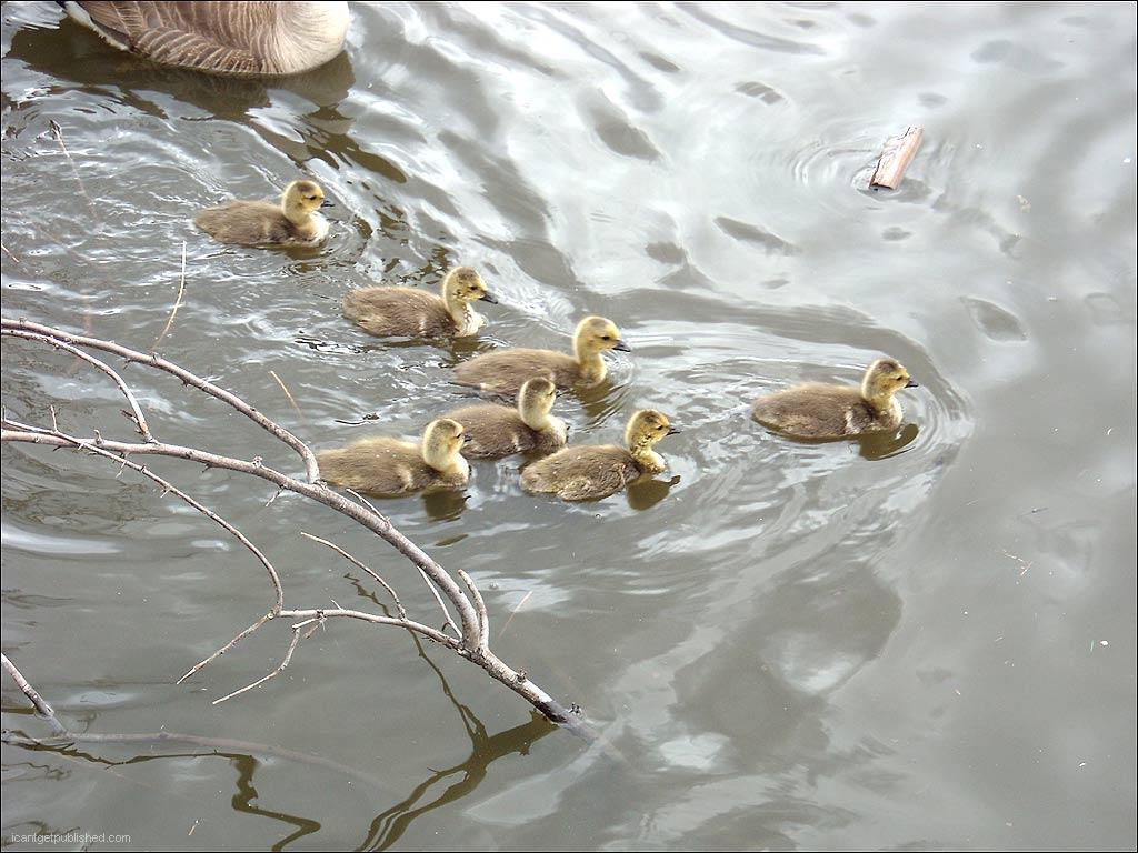 Best Wallpaper. WALL PAPERS AND PHOTOS Free Desktop Wallpaper