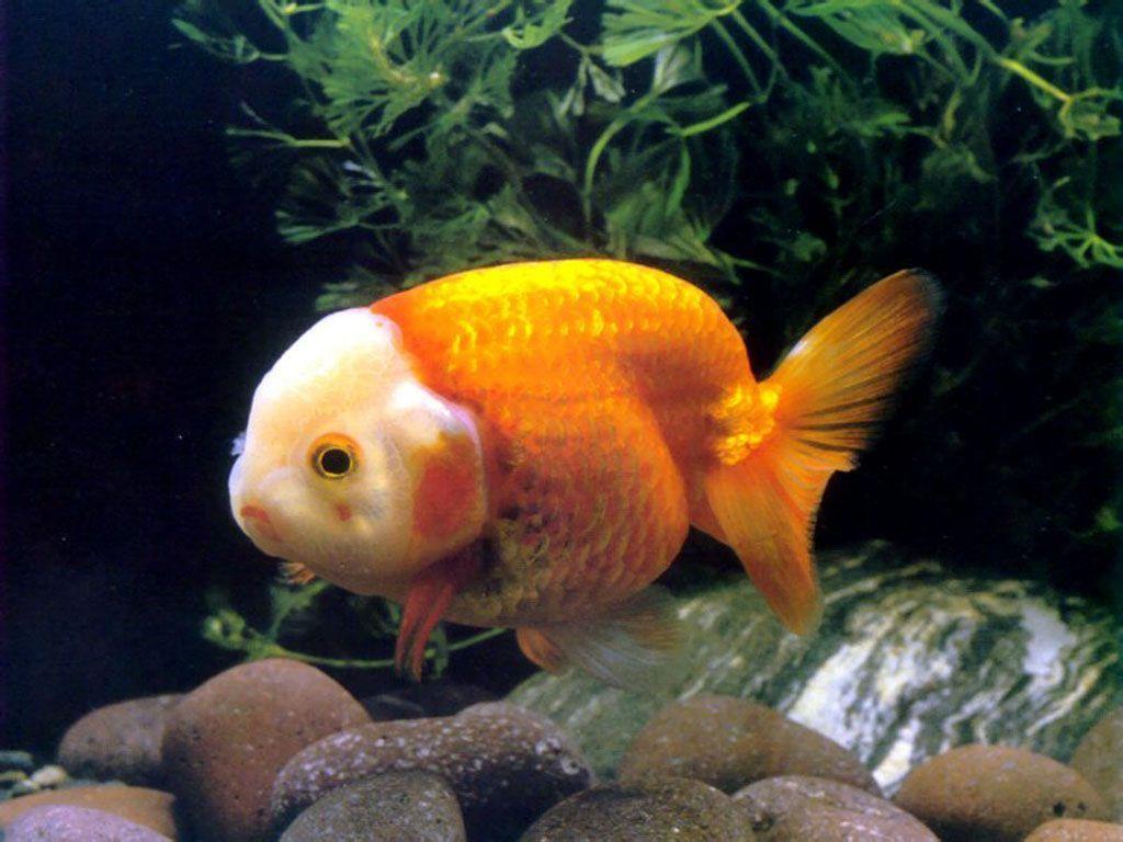 Pin Chinese Goldfish Wallpaper 1024x768 Goldfishpet Goldfishgold