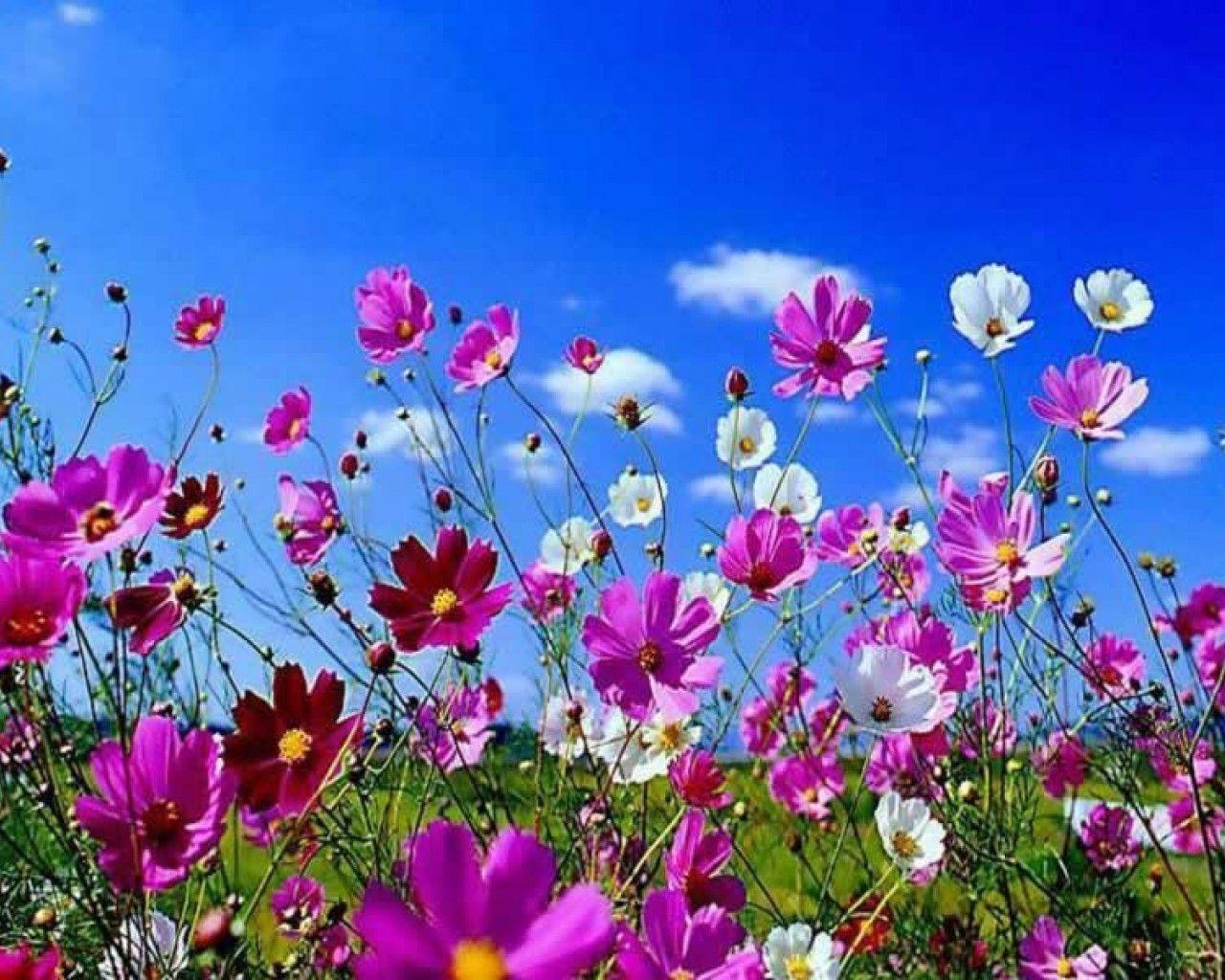 Springtime Wallpaper for Desktop Spring Wallpaper 800x600PX