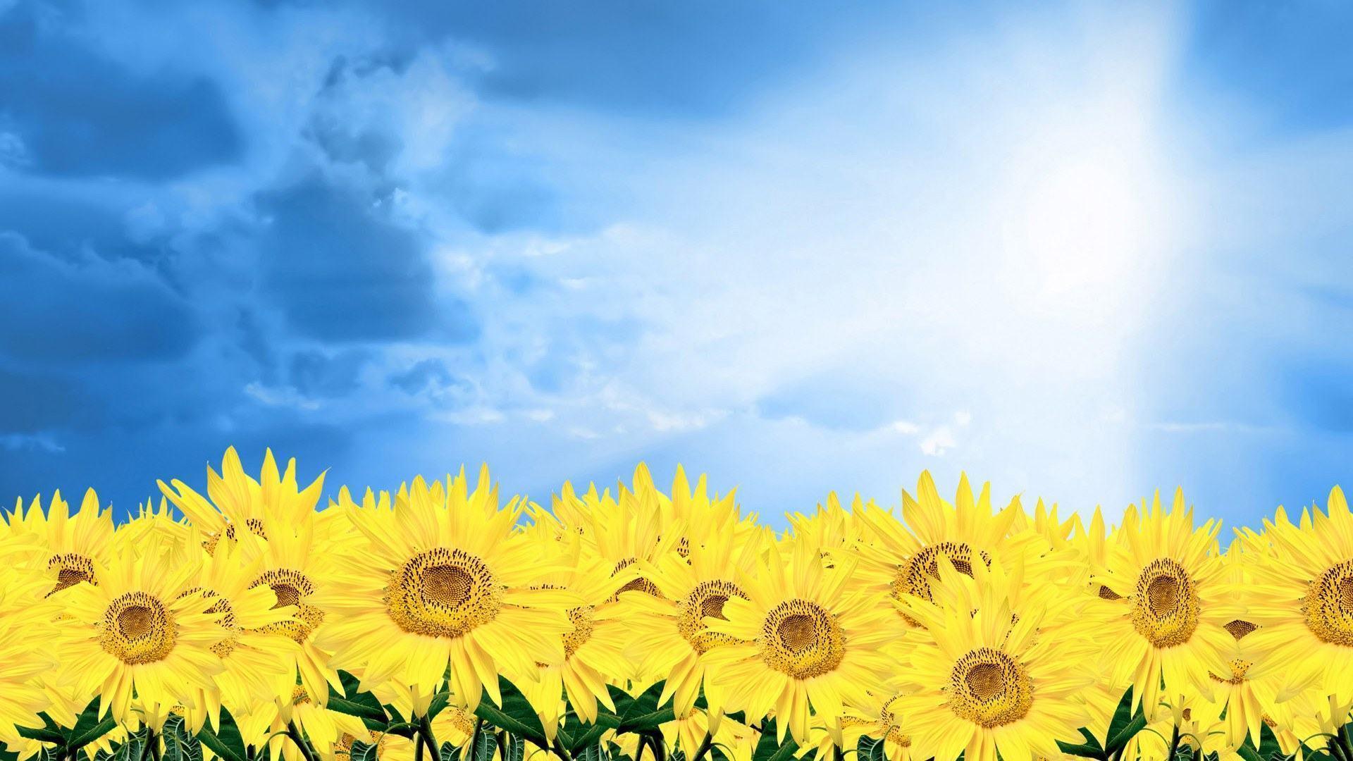 Sun Wallpaper Background free Sun desktop design kor