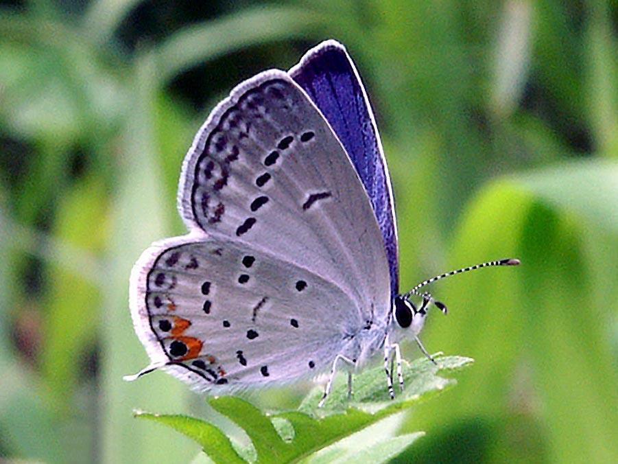 Eastern Tailed Blue, the free