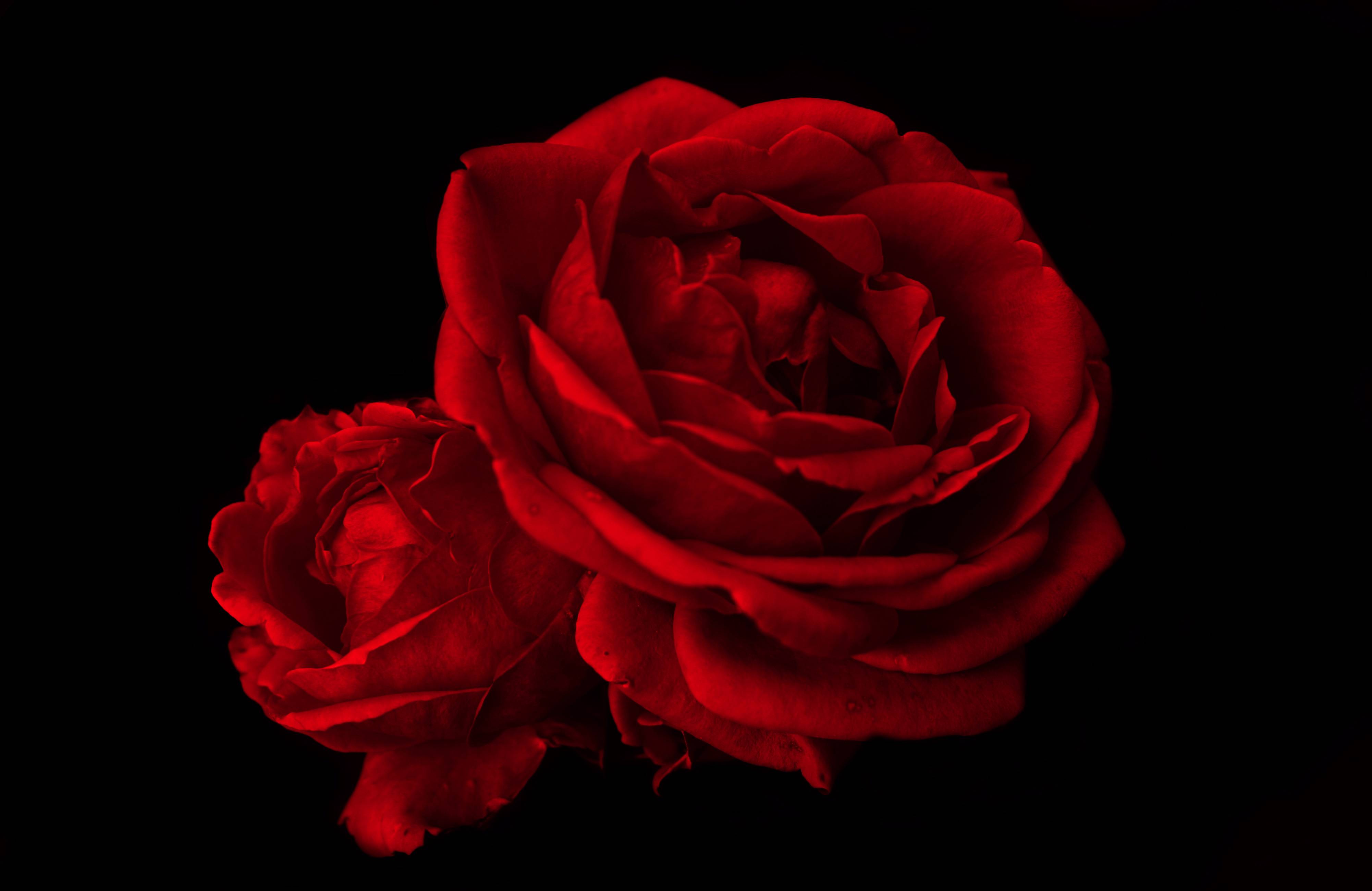 Download Valentines Day Roses Texture Free Wallpaper 4004x2600