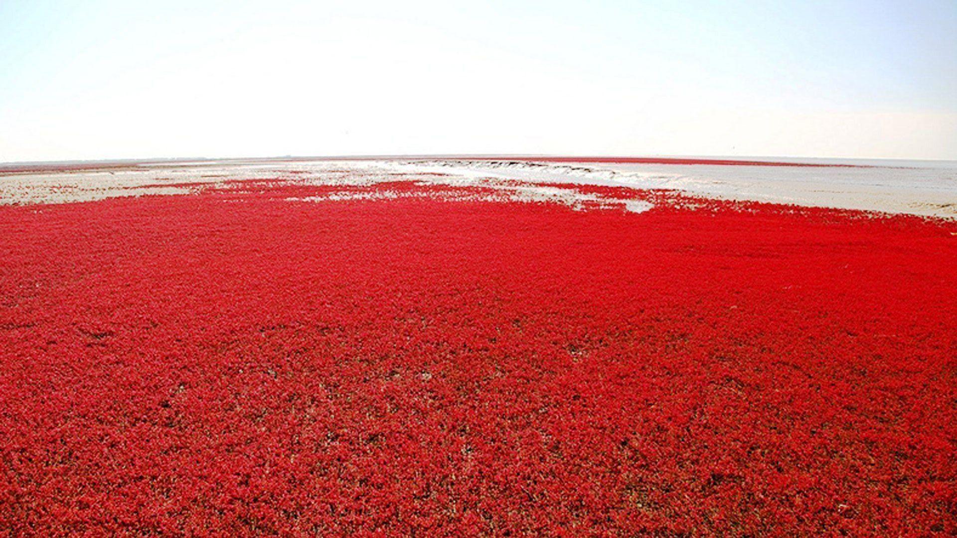 Красный необычный. Красный пляж Паньцзинь. Красный пляж Паньцзинь Китай. Красный пляж Паньцзинь зеленый. Красный пляж Паньцзинь Китай фото.