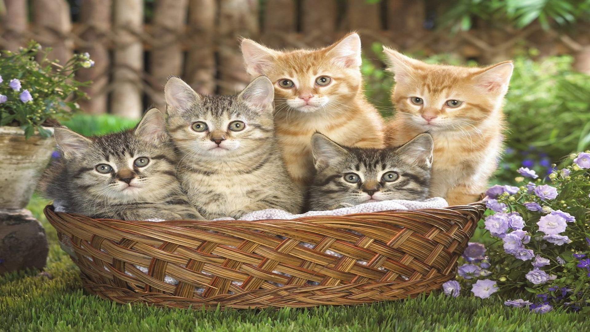 Basket full of tabby kittens funny free desktop background