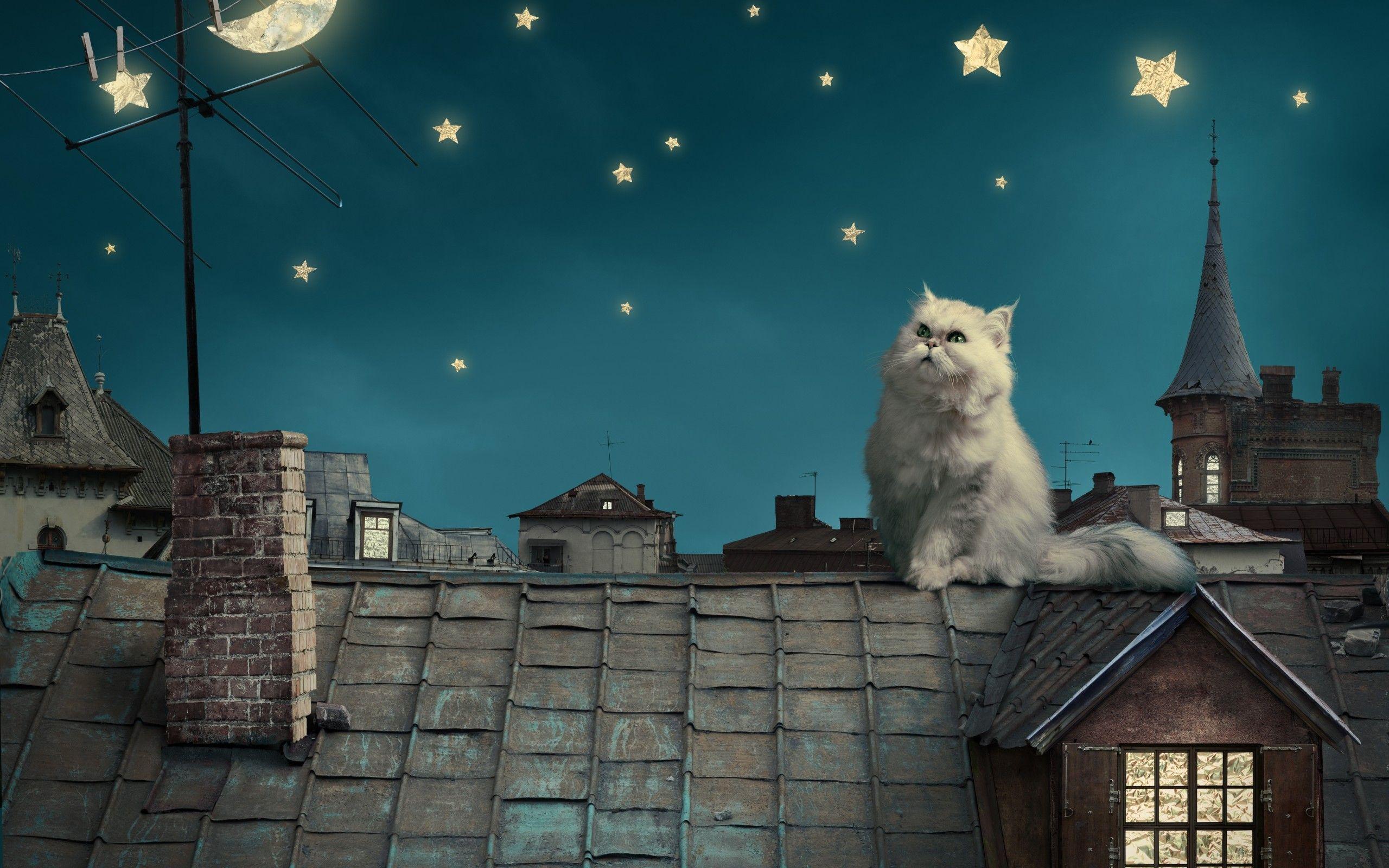 Persian white cat kitten Fairytale fantasy roof house sky night