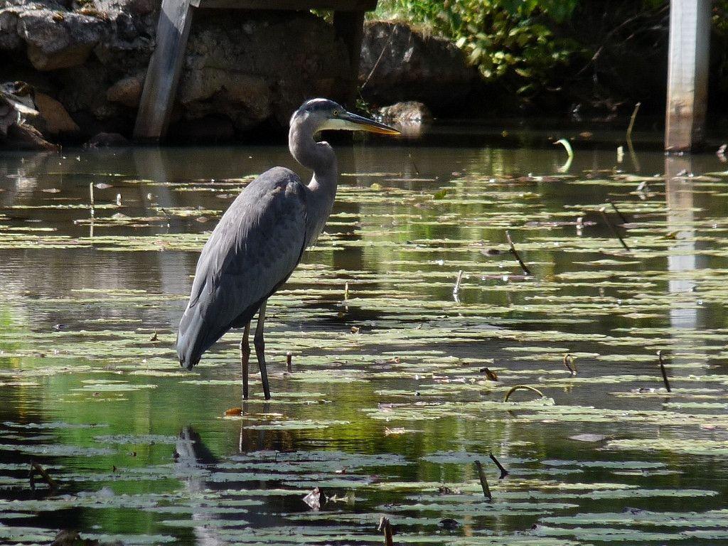 WiseAcre Gardens Blog Archive Great Blue Heron and a Frog