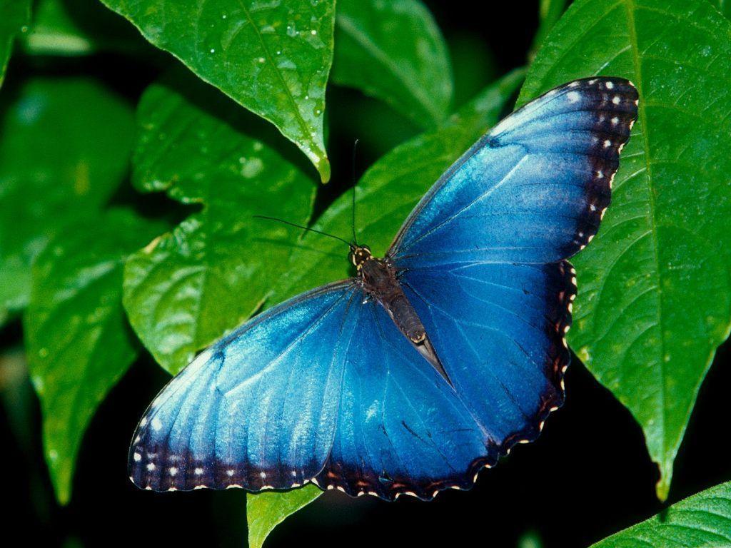 Blue Butterfly Wallpaper. Download HD Wallpaper